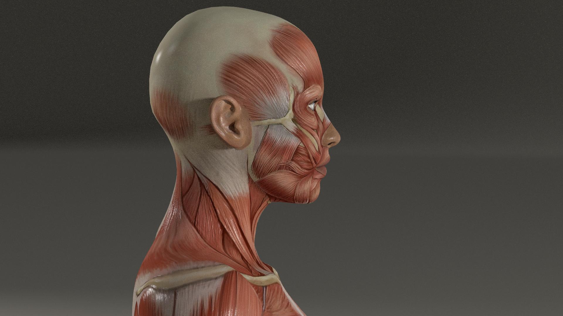 Upper trapezius anatomy — HD Health