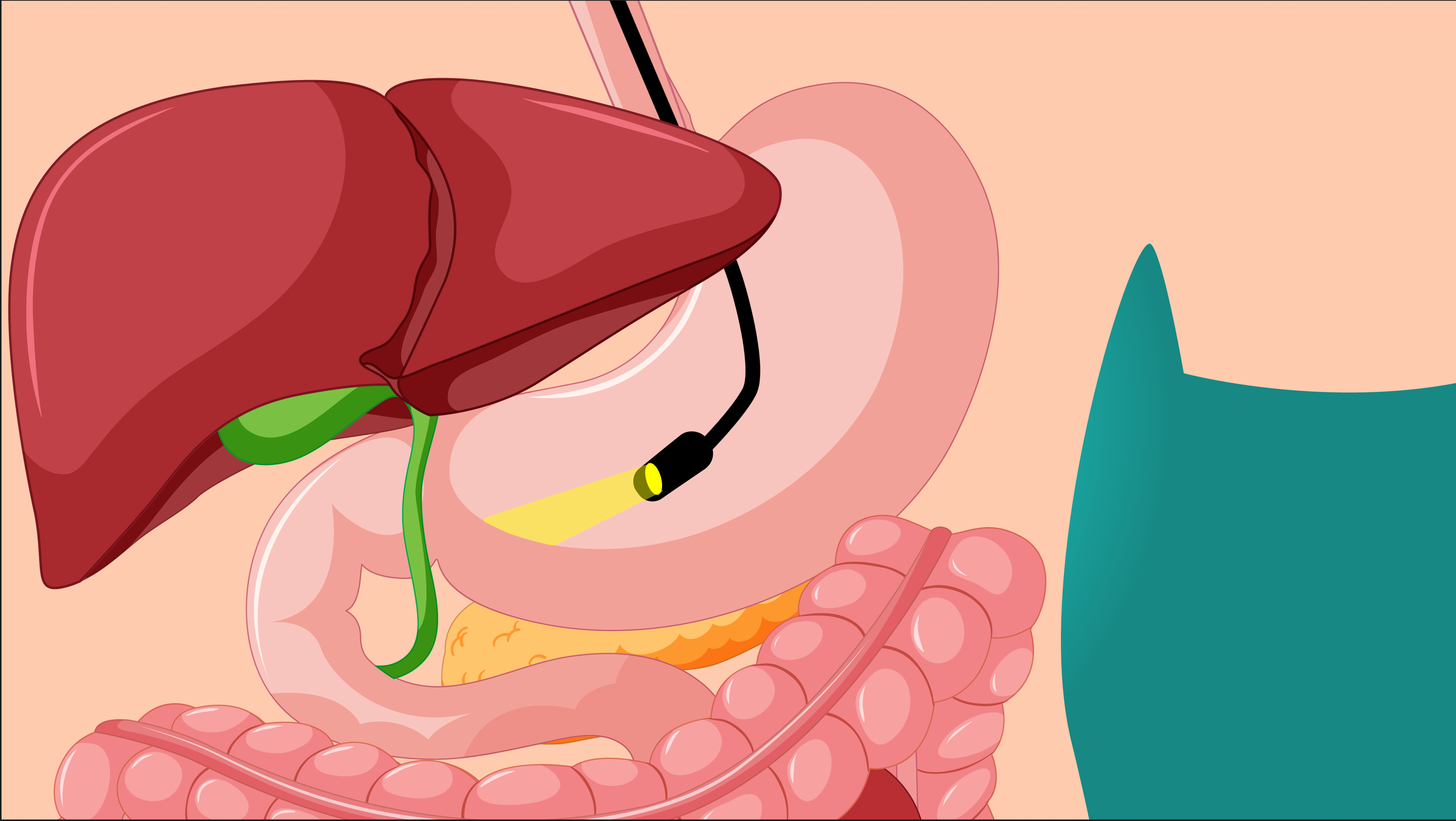 GI anatomy illustration — Faeth Therapeutics